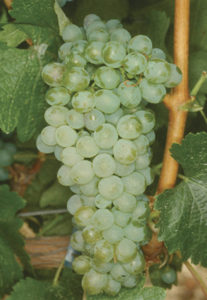Chenin Blanc Viticulture Et Vignoble Le Blog Du Viticulteur
