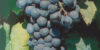 petit verdot