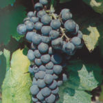 petit verdot