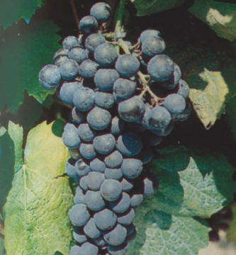 petit verdot