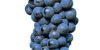 pinot noir
