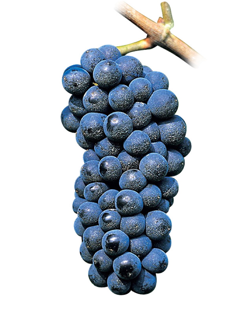 Cépage Pinot Noir - Caractéristiques - Potentiel Oenologique