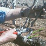 poda pulgar dos yemas