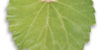 1103 paulsen_2