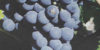 Cabernet-Franc_2