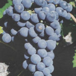 Cabernet-Franc_2