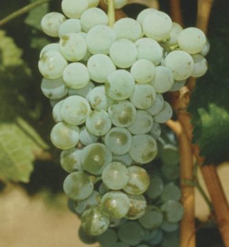 albariño