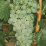 chenin blanc_2