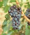 merlot