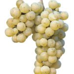 planta_blancas_riesling