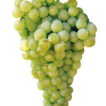 planta_uva_airen