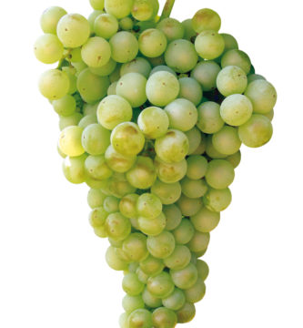 planta_uva_airen