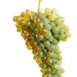 planta_uvas_macabeo