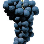 uvas_mesa_alfonse-lavallee