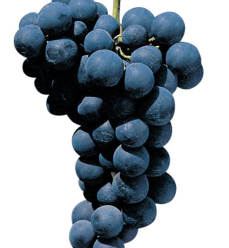 uvas_mesa_alfonse-lavallee