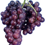 Moscatel de hamburo | Uvas de mesa | Vitivinicultura.net