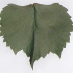 Rupestris de Lot