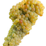 planta_garnacha-blanca