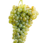 plantas_verdejo_blancas