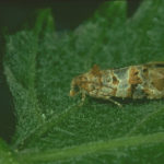 polilla del racimo_4