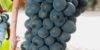 Gamay