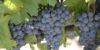 Malbec