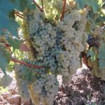 Pedro Ximenez_1
