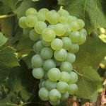 Semillon