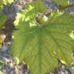 clorosis ferrica vid