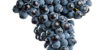plantas_uva_tempranillo