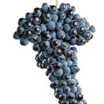 plantas_uva_tempranillo