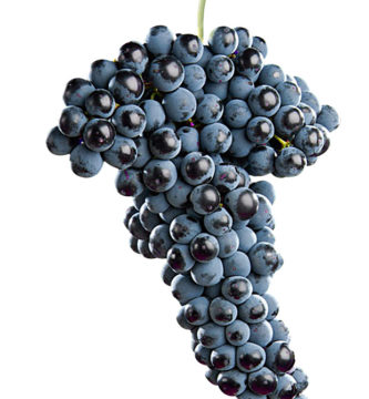 plantas_uva_tempranillo