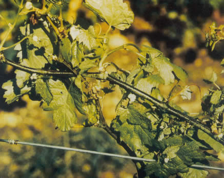 fertilisation de la vigne Manganèse