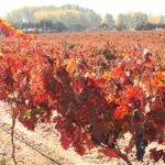 viñedo_octubre