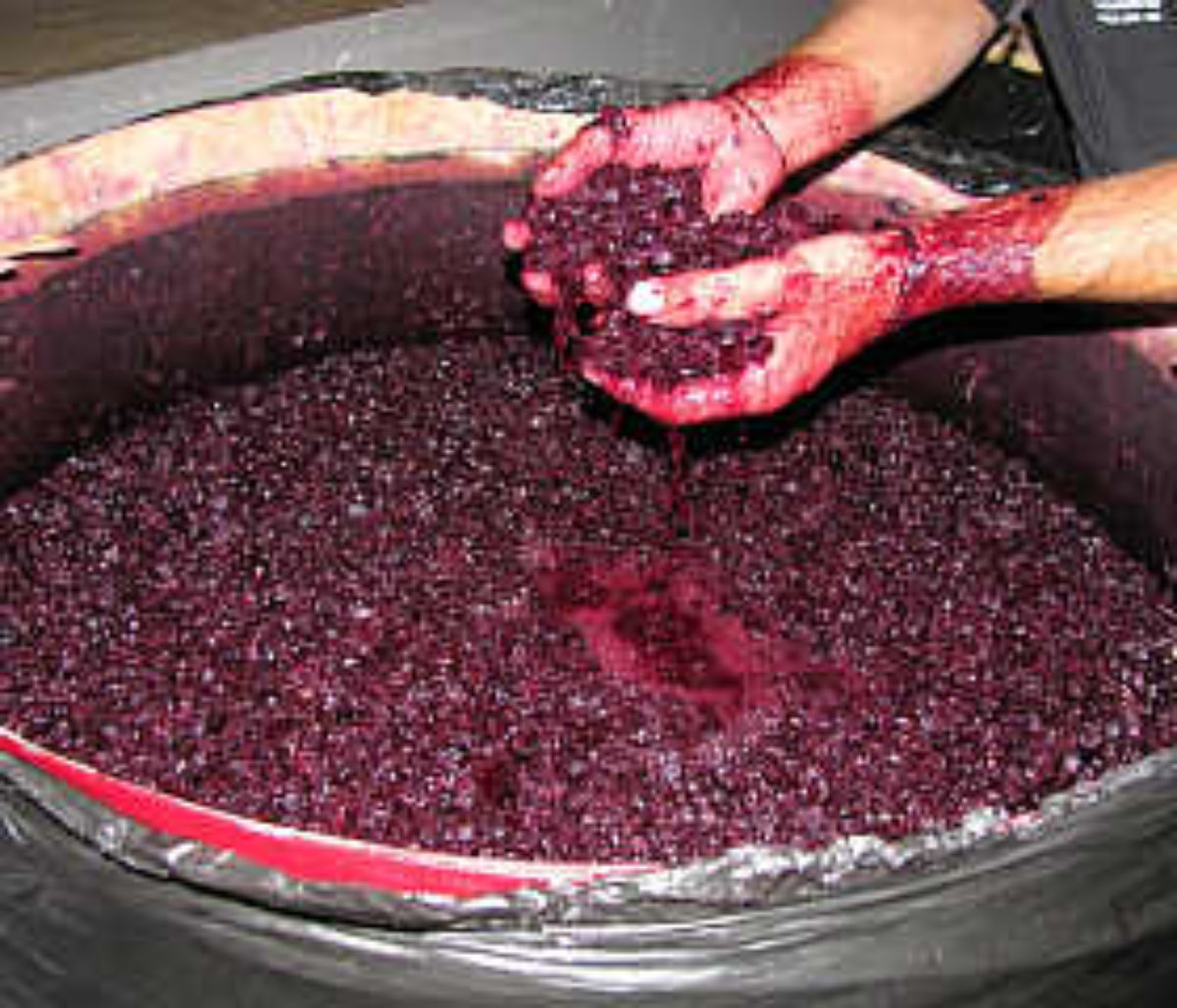 Производство виноградных вин. Мезга вино. Мацерация в виноделии. Мацерация мезги. Виноделие брожение.