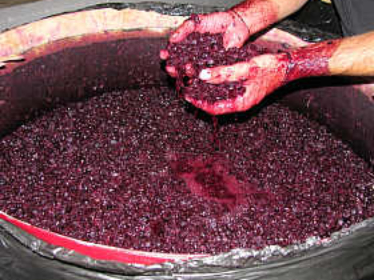 ▷ De quoi est composé le moût du raisin? ViticultureVignoble.fr【2019】