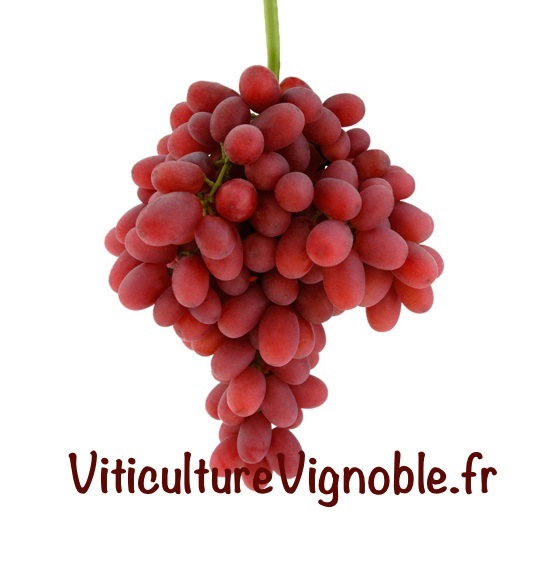 crimson-seedless_viticulturevignoble