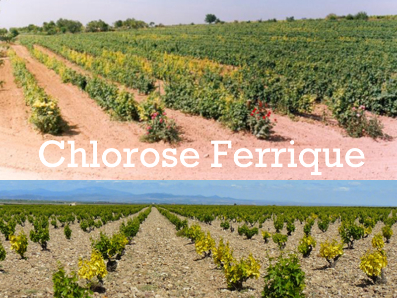 Chlorose Ferrique Vigne