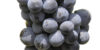 carignan