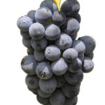 carignan