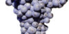 mourvedre