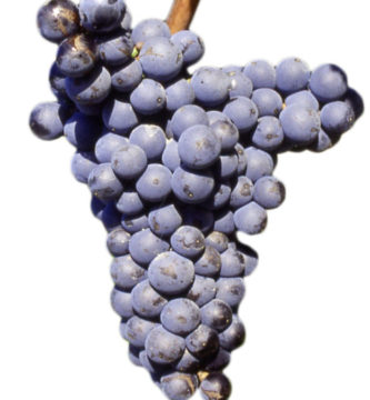 mourvedre