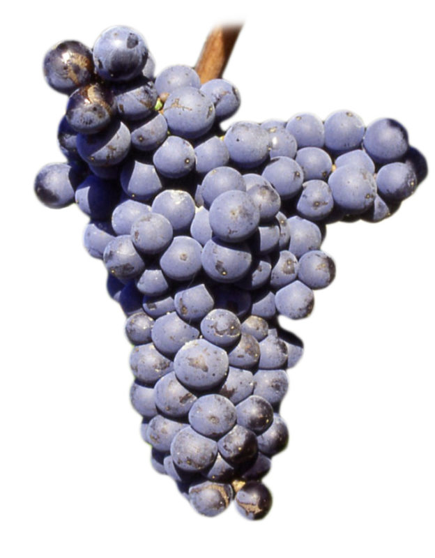 mourvedre