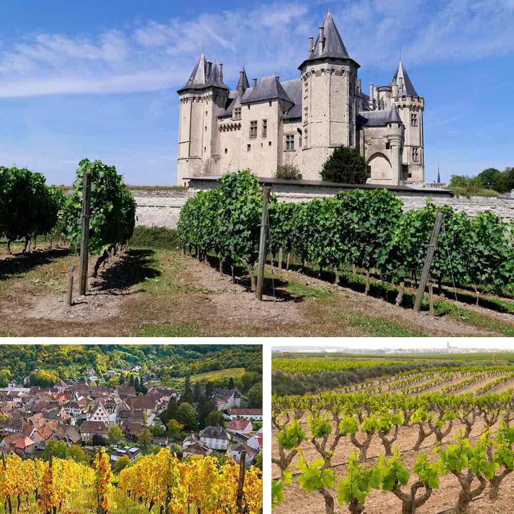 Où peut-on planter une vigne?