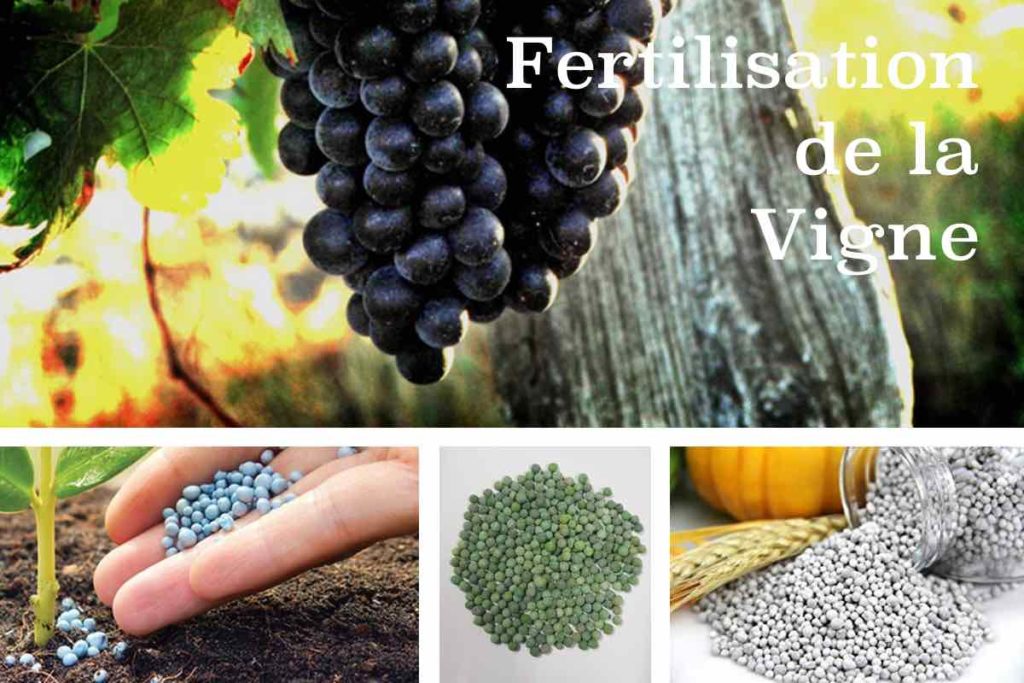 fertilisation vigne